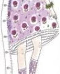 Monumi - High Measure Colouring Poster XXL "Flower Princes"