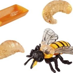 Eduplay Levenscyclus Bij