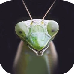 Brainstorm Toys Zaklampprojector Creepy Crawly - Griezelig 13 Brainstorm Toys Zaklampprojector Creepy Crawly - Griezelig -leerzame-spellen Winkel 550x399 5