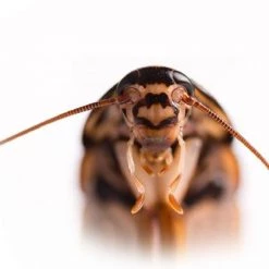 Brainstorm Toys Zaklampprojector Creepy Crawly - Griezelig 12 Brainstorm Toys Zaklampprojector Creepy Crawly - Griezelig -leerzame-spellen Winkel 550x418