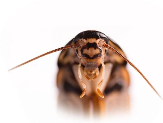 Brainstorm Toys Zaklampprojector Creepy Crawly - Griezelig 6 Brainstorm Toys Zaklampprojector Creepy Crawly - Griezelig - Afbeelding 6